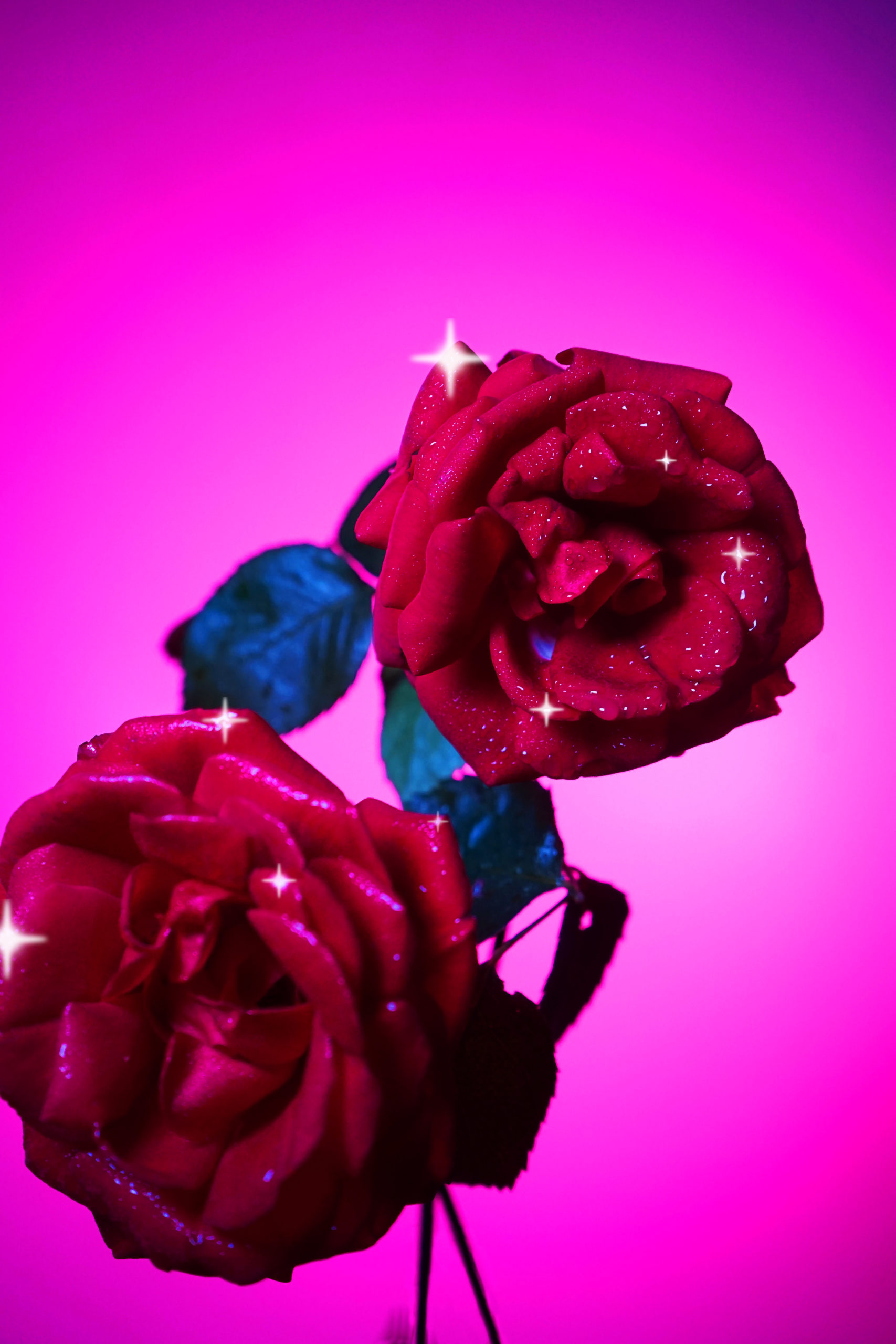 Les Roses
